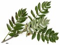 SpeciesSub: subsp. pohuashanensis